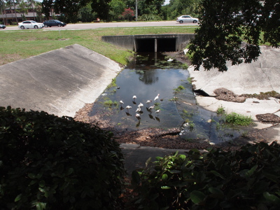 [The birds look like white specs against the dark water. One can see the main road with open passageways for water flow under it. Cars are driving from left to right on the road.]